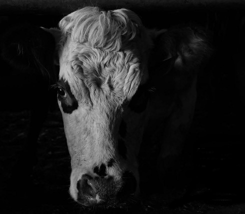 Lire la suite à propos de l’article Mon père avait 3 vaches